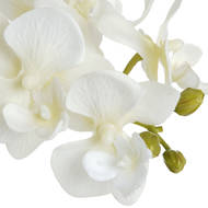 Harmony White Potted Orchid - Thumb 5