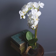 Harmony White Potted Orchid - Thumb 6