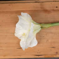 Classic White Amaryllis Flower - Thumb 2