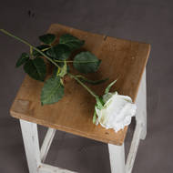 Traditional White Rose - Thumb 2