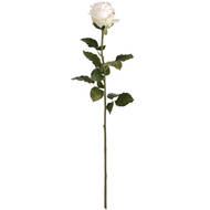 Traditional White Rose - Thumb 6