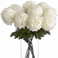 Large White Chrysanthemum - Thumb 3