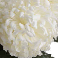 Large White Chrysanthemum - Thumb 5