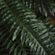 Fern Bunch - Thumb 3