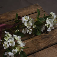 White Spring Mock Orange Flower - Thumb 3