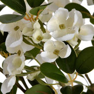 White Spring Mock Orange Flower - Thumb 5