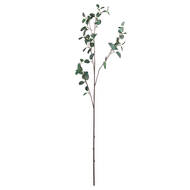 Tall Eucalyptus Stem - Thumb 5