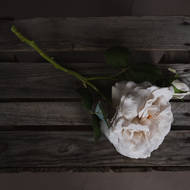 White Short Stem Rose - Thumb 2