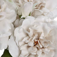 White Short Stem Rose - Thumb 5