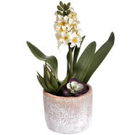 Potted White Hyacinth - Thumb 4