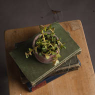 Miniature Potted Succulent - Thumb 2