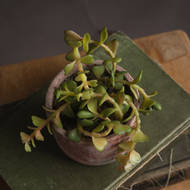 Miniature Potted Succulent - Thumb 3