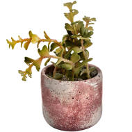 Miniature Potted Succulent - Thumb 4
