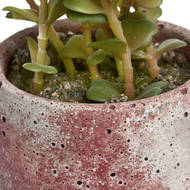 Miniature Potted Succulent - Thumb 5