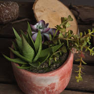 Potted Succulent - Thumb 3