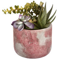 Potted Succulent - Thumb 4
