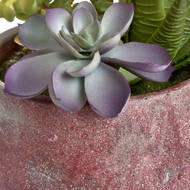 Potted Succulent - Thumb 6