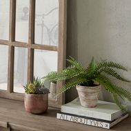 Potted Succulent - Thumb 7