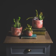 Potted Succulent - Thumb 8