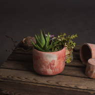 Potted Succulent - Thumb 1
