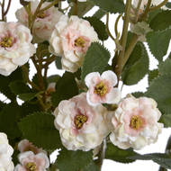 Cream Wild Meadow Rose - Thumb 5