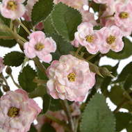 Pink Wild Meadow Rose - Thumb 5