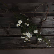 White Wild Meadow Rose - Thumb 2