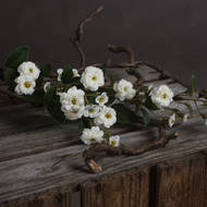White Wild Meadow Rose - Thumb 3