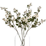 White Wild Meadow Rose - Thumb 4