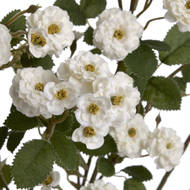 White Wild Meadow Rose - Thumb 5