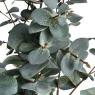 Variegated Eucalyptus - Thumb 5