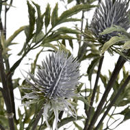 Eryngium Blue Thistle - Thumb 5