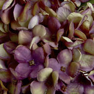 Autumn Burgundy Hydrangea - Thumb 5