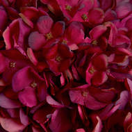 Autumn Ruby Hydrangea - Thumb 5