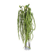 Green Amaranthus - Thumb 4