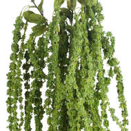 Green Amaranthus - Thumb 5