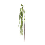 Green Amaranthus - Thumb 6
