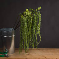 Green Amaranthus - Thumb 1