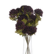 Chocolate Chrysanthemum - Thumb 4