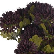 Chocolate Chrysanthemum - Thumb 5