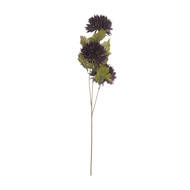 Chocolate Chrysanthemum - Thumb 6