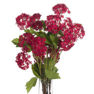 Red Autumnal Viburnum - Thumb 4