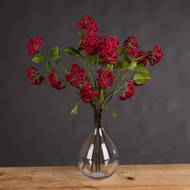 Red Autumnal Viburnum - Thumb 1