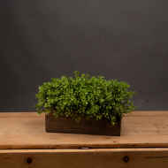Topiary Box - Thumb 1