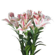 Stargazer Lily - Thumb 3