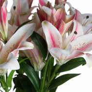 Stargazer Lily - Thumb 5