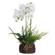 Large White Orchid And Fern Garden In Rootball - Thumb 2