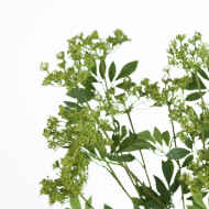 Faux Cow Parsley Ammi - Thumb 5