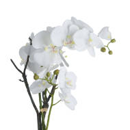 White Orchid In Stone Pot - Thumb 3
