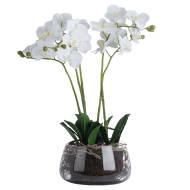 White Orchid In Glass Pot - Thumb 2